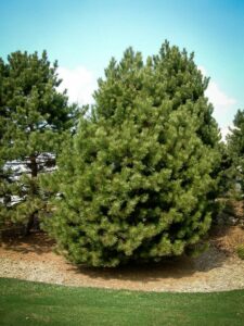 Сосна Чёрная (Pinus Nigra) купить по цене от 270.00р. в интернет-магазине «Посадика» с доставкой почтой в в Северо-Курильске и по всей России – [изображение №1].