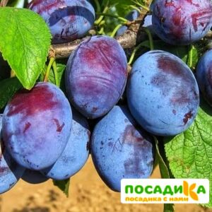 Слива Чачакская ранняя купить по цене от 229.00р. в интернет-магазине «Посадика» с доставкой почтой в в Северо-Курильске и по всей России – [изображение №1].