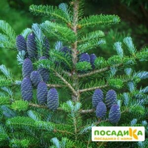 Пихта корейская (Abies koreana) купить по цене от 450.00р. в интернет-магазине «Посадика» с доставкой почтой в в Северо-Курильске и по всей России – [изображение №1].