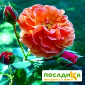 Роза Арабия купить по цене от 350.00р. в интернет-магазине «Посадика» с доставкой почтой в в Северо-Курильске и по всей России – [изображение №1].