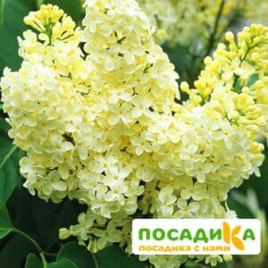 Сирень Примроуз (Primrose) купить по цене от 529.00р. в интернет-магазине «Посадика» с доставкой почтой в в Северо-Курильске и по всей России – [изображение №1].