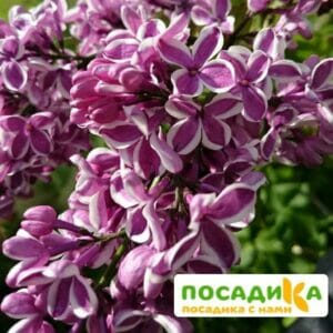 Сирень Сенсация купить по цене от 529.00р. в интернет-магазине «Посадика» с доставкой почтой в в Северо-Курильске и по всей России – [изображение №1].