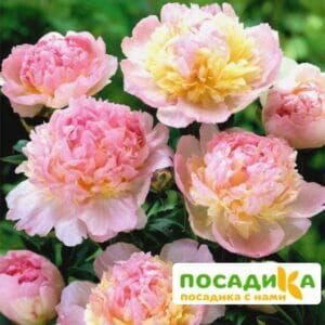 Пион Распберри Сандей (Paeonia Raspberry Sundae) купить по цене от 959р. в интернет-магазине «Посадика» с доставкой почтой в в Северо-Курильске и по всей России – [изображение №1].