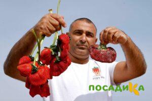 Клубника Гигант Джорнея купить по цене от 266р. в интернет-магазине «Посадика» с доставкой почтой в в Северо-Курильске и по всей России – [изображение №1].