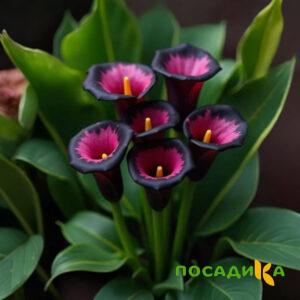 Калла Аура Лейс купить по цене от 400р. в интернет-магазине «Посадика» с доставкой почтой в в Северо-Курильске и по всей России – [изображение №1].