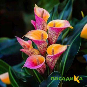 Калла Оникс купить по цене от 450р. в интернет-магазине «Посадика» с доставкой почтой в в Северо-Курильске и по всей России – [изображение №1].