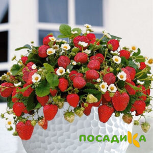 Клубника Рубиновый Шепот (горшечная) купить по цене от 240р. в интернет-магазине «Посадика» с доставкой почтой в в Северо-Курильске и по всей России – [изображение №1].