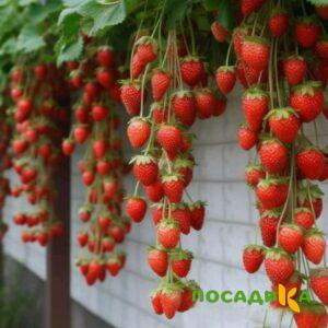 Клубника вьющаяся Комплимент купить по цене от 470р. в интернет-магазине «Посадика» с доставкой почтой в в Северо-Курильске и по всей России – [изображение №1].