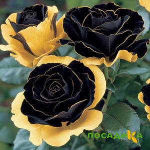 Роза Ханни Сикл купить по цене от 700р. в интернет-магазине «Посадика» с доставкой почтой в в Северо-Курильске и по всей России – [изображение №1].