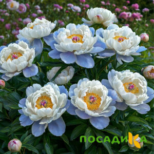 Пион акварельный Этюд купить по цене от 806р. в интернет-магазине «Посадика» с доставкой почтой в в Северо-Курильске и по всей России – [изображение №1].