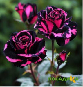 Роза Багровый Шепот купить по цене от 366р. в интернет-магазине «Посадика» с доставкой почтой в в Северо-Курильске и по всей России – [изображение №1].