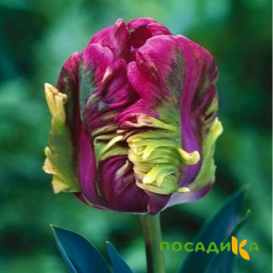 Тюльпан Экзотик Хэвен купить по цене от 186р. в интернет-магазине «Посадика» с доставкой почтой в в Северо-Курильске и по всей России – [изображение №1].