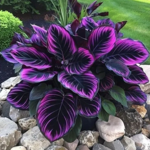 Хоста Люминоза купить по цене от 450р. в интернет-магазине «Посадика» с доставкой почтой в в Северо-Курильске и по всей России – [изображение №1].