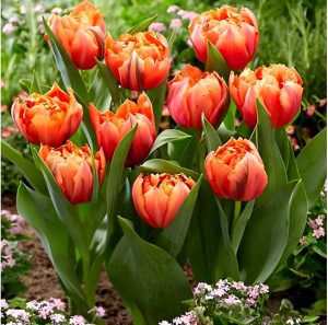 Тюльпан Гудошник Дабл купить по цене от 185р. в интернет-магазине «Посадика» с доставкой почтой в в Северо-Курильске и по всей России – [изображение №1].