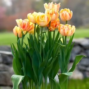 Тюльпан Верона Санрайз купить по цене от 280р. в интернет-магазине «Посадика» с доставкой почтой в в Северо-Курильске и по всей России – [изображение №1].