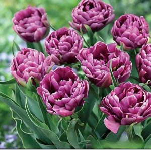 Тюльпан Айс Крим купить по цене от 430р. в интернет-магазине «Посадика» с доставкой почтой в в Северо-Курильске и по всей России – [изображение №1].