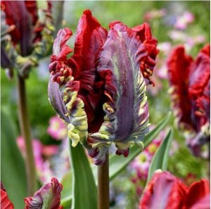 Тюльпан Рококо купить по цене от 350р. в интернет-магазине «Посадика» с доставкой почтой в в Северо-Курильске и по всей России – [изображение №1].