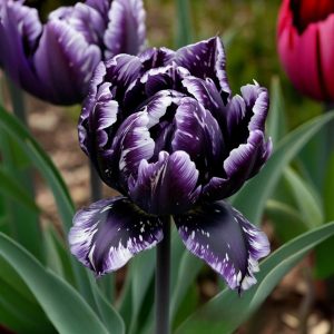 Тюльпан Индиго купить по цене от 600р. в интернет-магазине «Посадика» с доставкой почтой в в Северо-Курильске и по всей России – [изображение №1].