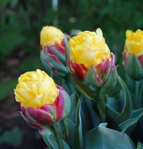 Тюльпан Айс Крим Банана купить по цене от 360р. в интернет-магазине «Посадика» с доставкой почтой в в Северо-Курильске и по всей России – [изображение №1].