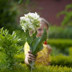 Тюльпан Супер Пэррот купить по цене от 360р. в интернет-магазине «Посадика» с доставкой почтой в в Северо-Курильске и по всей России – [изображение №1].