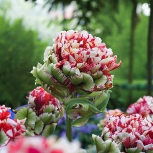 Тюльпан Дабл Флеминг Берд купить по цене от 249р. в интернет-магазине «Посадика» с доставкой почтой в в Северо-Курильске и по всей России – [изображение №1].