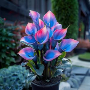 Калла Импрессия купить по цене от 590р. в интернет-магазине «Посадика» с доставкой почтой в в Северо-Курильске и по всей России – [изображение №1].