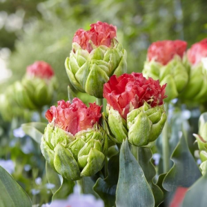 Тюльпан Бычий Глаз купить по цене от 275р. в интернет-магазине «Посадика» с доставкой почтой в в Северо-Курильске и по всей России – [изображение №1].