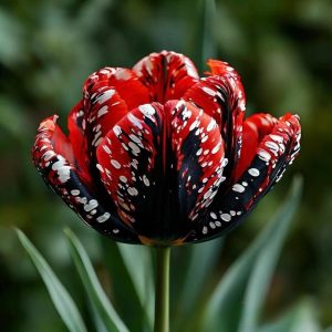 Тюльпан Вельвет Файер купить по цене от 394р. в интернет-магазине «Посадика» с доставкой почтой в в Северо-Курильске и по всей России – [изображение №1].