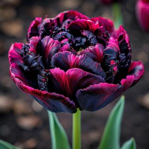 Тюльпан Фламинго купить по цене от 500р. в интернет-магазине «Посадика» с доставкой почтой в в Северо-Курильске и по всей России – [изображение №1].