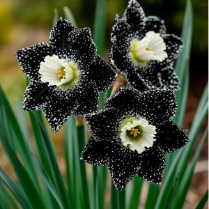 Нарцисс Кассата купить по цене от 372р. в интернет-магазине «Посадика» с доставкой почтой в в Северо-Курильске и по всей России – [изображение №1].