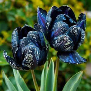 Тюльпан Блю Фог купить по цене от 500р. в интернет-магазине «Посадика» с доставкой почтой в в Северо-Курильске и по всей России – [изображение №1].