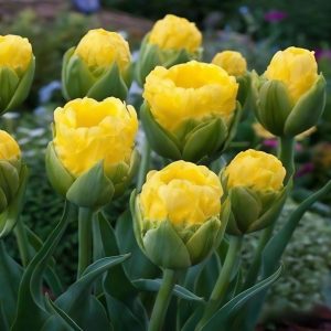 Тюльпан махровый Ванила Коп купить по цене от 159р. в интернет-магазине «Посадика» с доставкой почтой в в Северо-Курильске и по всей России – [изображение №1].