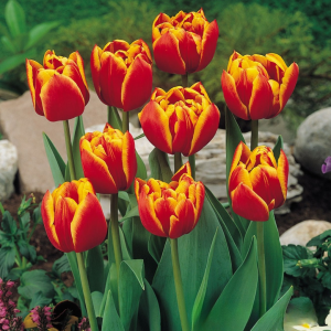 Тюльпан Блэк Фаер купить по цене от 275р. в интернет-магазине «Посадика» с доставкой почтой в в Северо-Курильске и по всей России – [изображение №1].