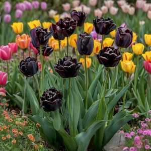 Тюльпан махровый Рейдинс Дарк купить по цене от 230р. в интернет-магазине «Посадика» с доставкой почтой в в Северо-Курильске и по всей России – [изображение №1].
