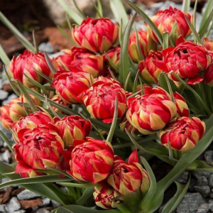 Тюльпан Ап Пинк купить по цене от 390р. в интернет-магазине «Посадика» с доставкой почтой в в Северо-Курильске и по всей России – [изображение №1].