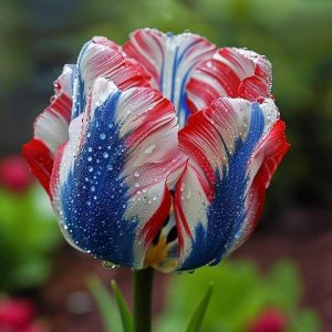 Тюльпан Ремс Сенсейшн купить по цене от 219р. в интернет-магазине «Посадика» с доставкой почтой в в Северо-Курильске и по всей России – [изображение №1].