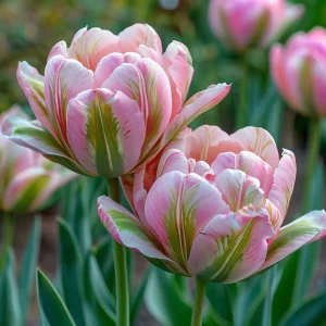 Тюльпан Аврора Принцес купить по цене от 345р. в интернет-магазине «Посадика» с доставкой почтой в в Северо-Курильске и по всей России – [изображение №1].