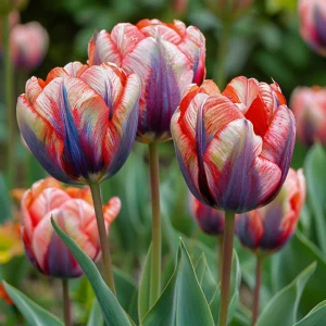 Тюльпан Эбисан Грэйс купить по цене от 217р. в интернет-магазине «Посадика» с доставкой почтой в в Северо-Курильске и по всей России – [изображение №1].