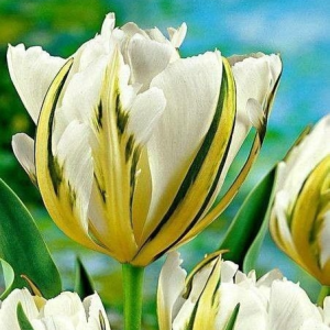 Тюльпан Экзотик Пуруссима купить по цене от 305р. в интернет-магазине «Посадика» с доставкой почтой в в Северо-Курильске и по всей России – [изображение №1].