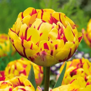 Тюльпан махровый Голден Ницц купить по цене от 361р. в интернет-магазине «Посадика» с доставкой почтой в в Северо-Курильске и по всей России – [изображение №1].