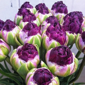 Тюльпан Анаконда купить по цене от 450р. в интернет-магазине «Посадика» с доставкой почтой в в Северо-Курильске и по всей России – [изображение №1].