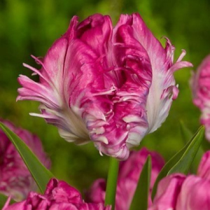 Тюльпан махровый Кул Кристал купить по цене от 400р. в интернет-магазине «Посадика» с доставкой почтой в в Северо-Курильске и по всей России – [изображение №1].