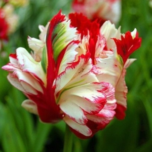 Тюльпан Эстелла Рижнвельд купить по цене от 500р. в интернет-магазине «Посадика» с доставкой почтой в в Северо-Курильске и по всей России – [изображение №1].