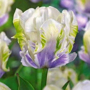 Тюльпан Уайт Лизарт купить по цене от 360р. в интернет-магазине «Посадика» с доставкой почтой в в Северо-Курильске и по всей России – [изображение №1].