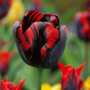 Тюльпан Блэк Перрот купить по цене от 351р. в интернет-магазине «Посадика» с доставкой почтой в в Северо-Курильске и по всей России – [изображение №1].