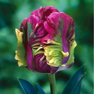 Тюльпан Экзотик Хэвен купить по цене от 186р. в интернет-магазине «Посадика» с доставкой почтой в в Северо-Курильске и по всей России – [изображение №1].