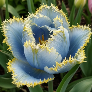 Тюльпан Махровый Амплуа купить по цене от 199р. в интернет-магазине «Посадика» с доставкой почтой в в Северо-Курильске и по всей России – [изображение №1].