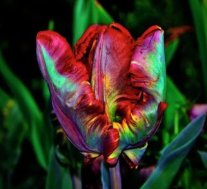 Тюльпан Эирпрайз купить по цене от 270р. в интернет-магазине «Посадика» с доставкой почтой в в Северо-Курильске и по всей России – [изображение №1].