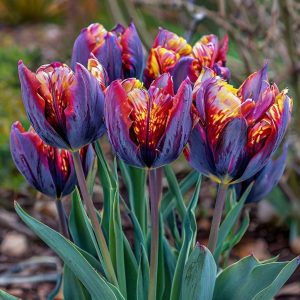 Тюльпан Опал Дрим купить по цене от 207р. в интернет-магазине «Посадика» с доставкой почтой в в Северо-Курильске и по всей России – [изображение №1].